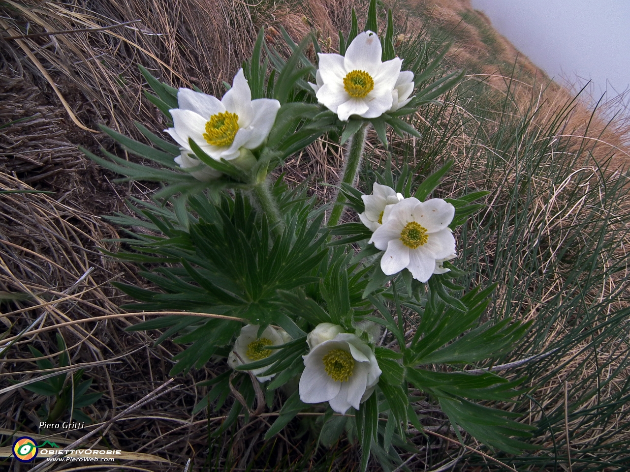 62 Anemone narcissino (Anemone narcissiflora).JPG